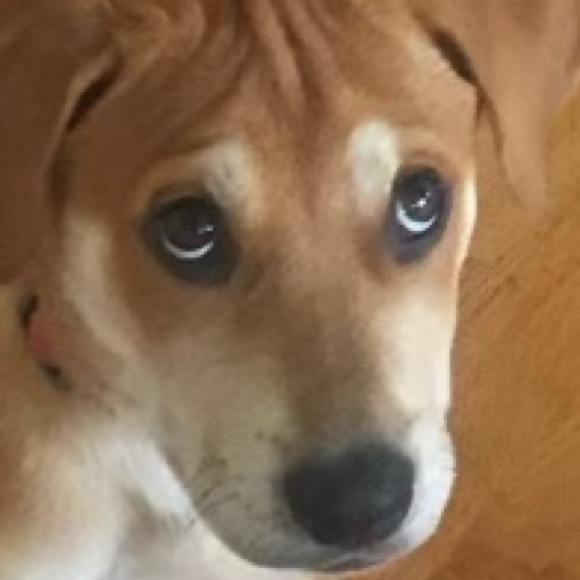 Meet your Posher, Susie - Picture 1 of 1